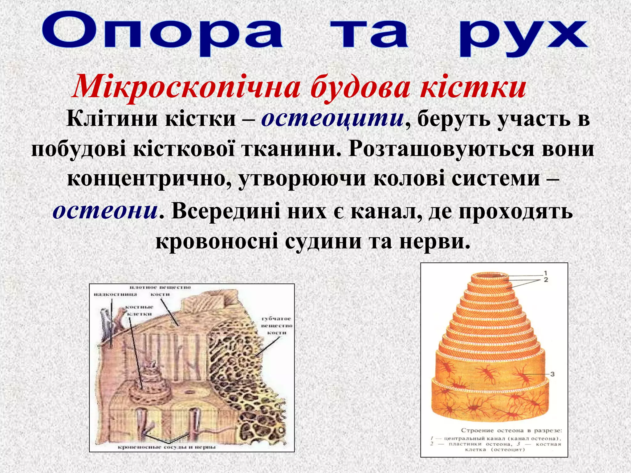 Мікроскопічна будова кістки 
Клітини кістки – остеоцити, беруть участь в 
побудові кісткової тканини. Розташовуються вони 
концентрично, утворюючи колові системи – 
остеони. Всередині них є канал, де проходять 
кровоносні судини та нерви. 
 