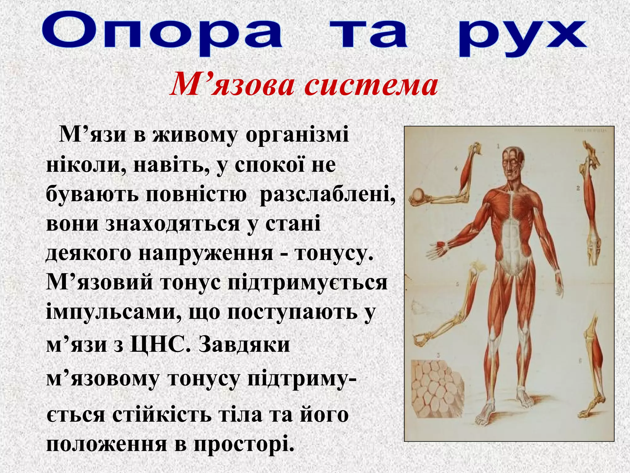 М’язова система 
М’язи в живому організмі 
ніколи, навіть, у спокої не 
бувають повністю разслаблені, 
вони знаходяться у стані 
деякого напруження - тонусу. 
М’язовий тонус підтримується 
імпульсами, що поступають у 
м’язи з ЦНС. Завдяки 
м’язовому тонусу підтриму- 
ється стійкість тіла та його 
положення в просторі. 
 