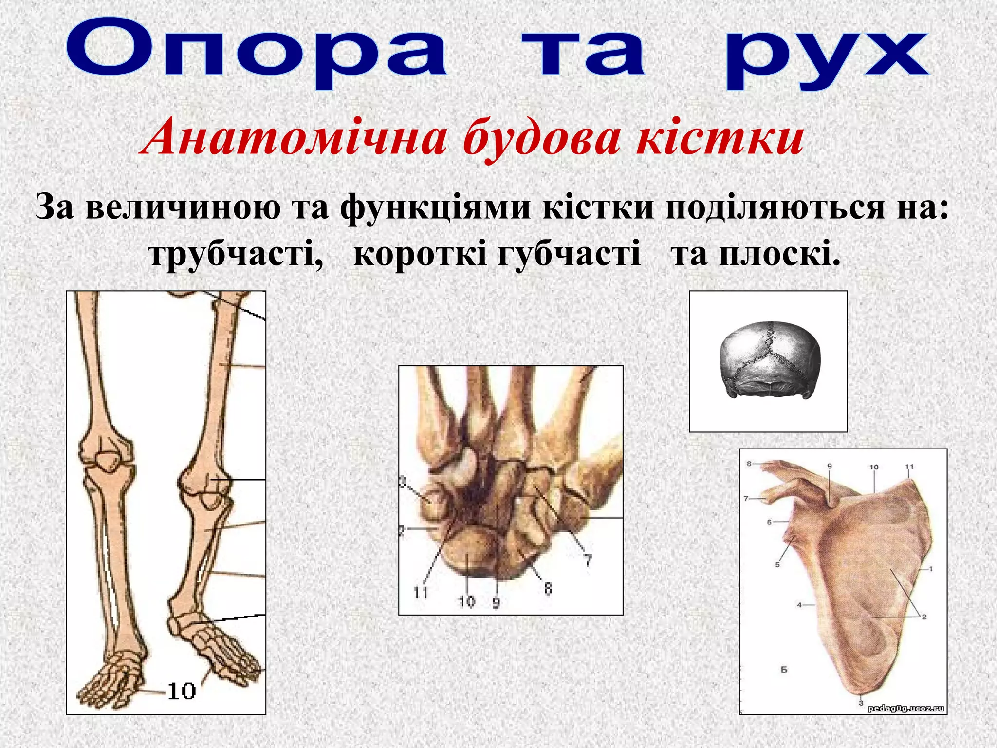Анатомічна будова кістки 
За величиною та функціями кістки поділяються на: 
трубчасті, короткі губчасті та плоскі. 
 