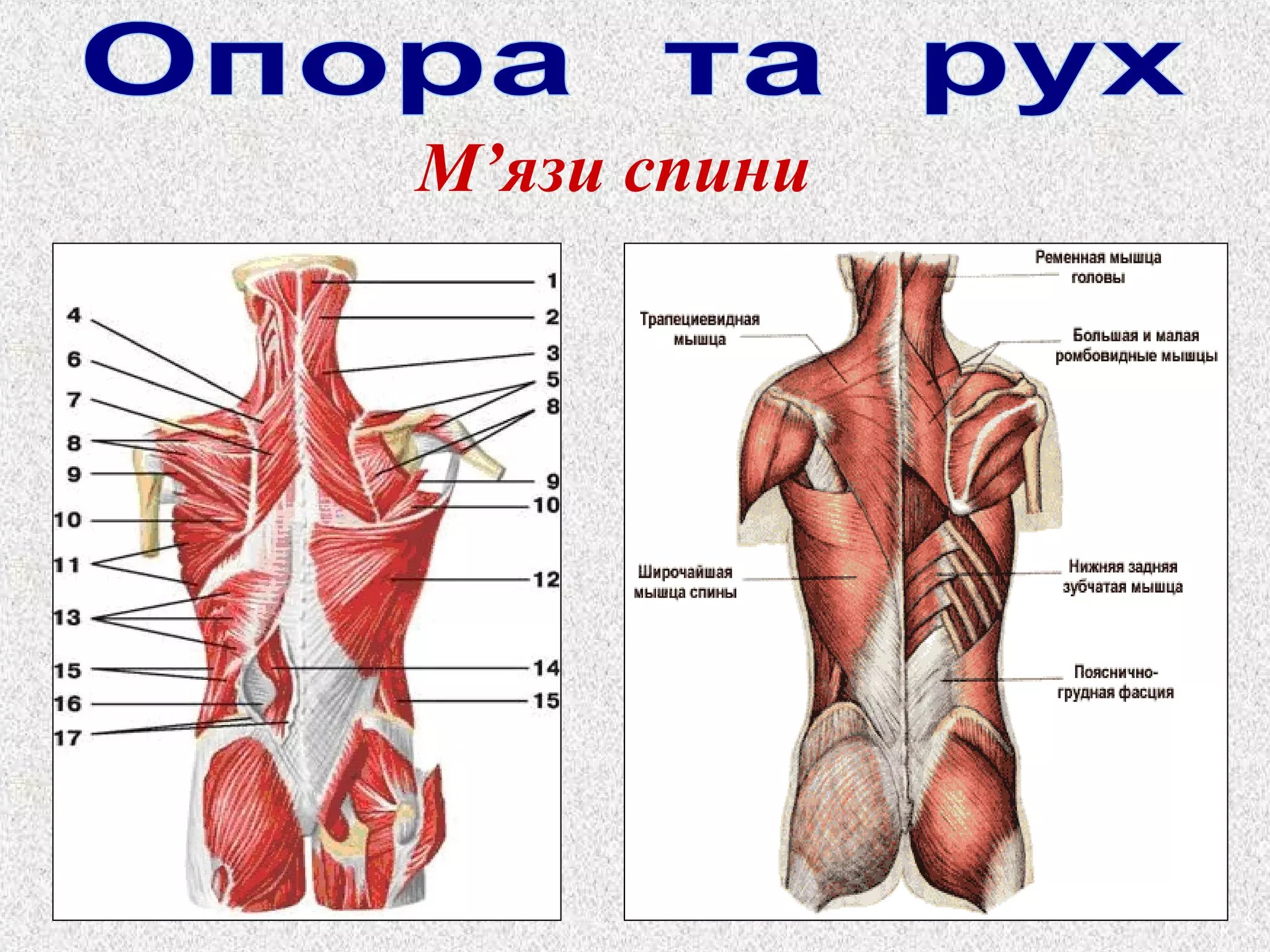 М’язи спини 
 
