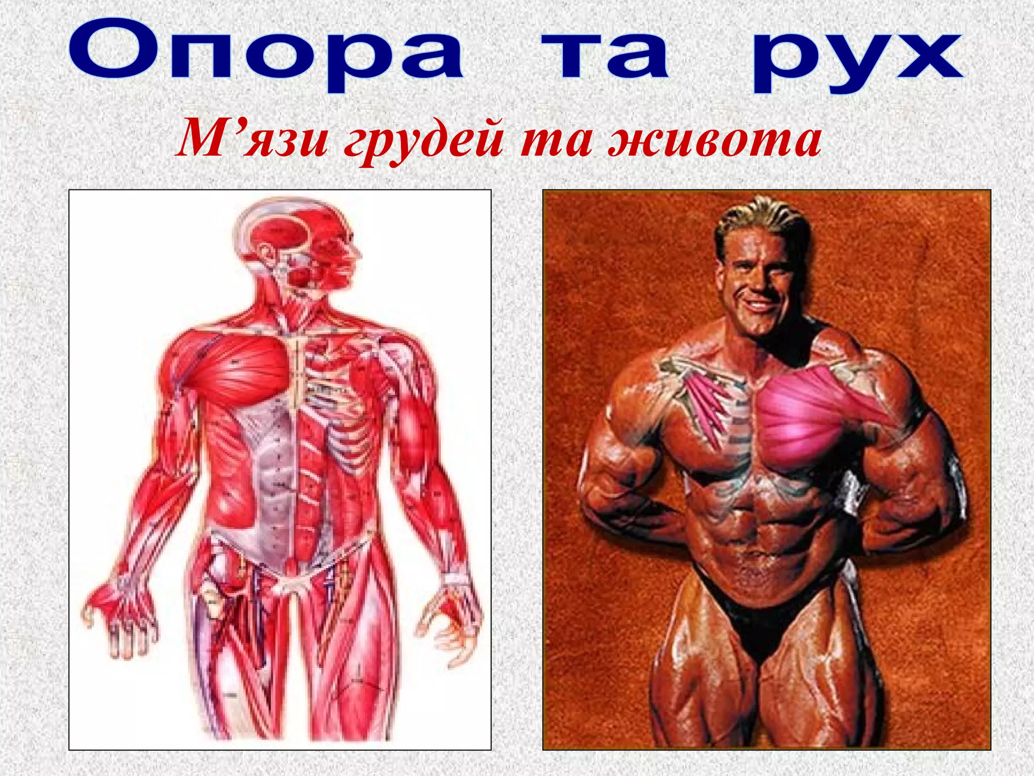 М’язи грудей та живота 
 