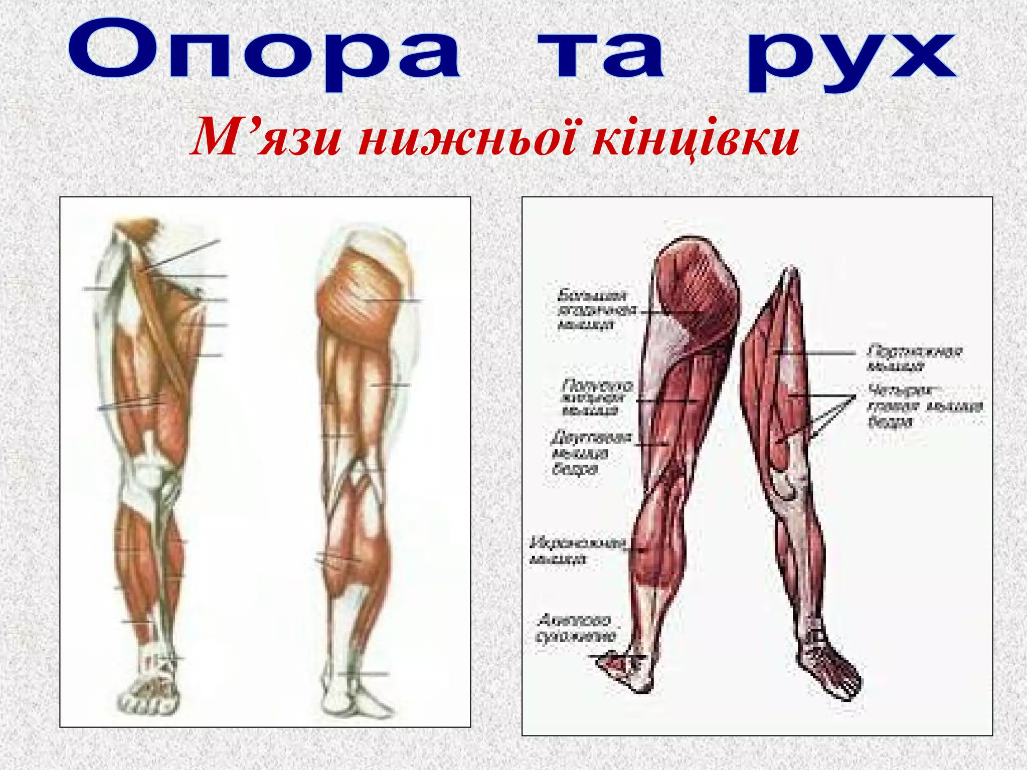 М’язи нижньої кінцівки 
 