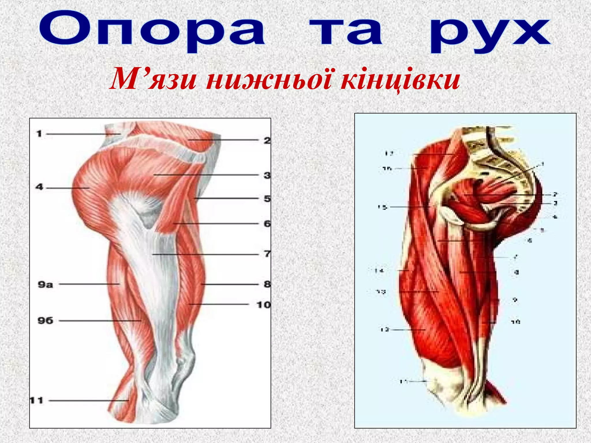 М’язи нижньої кінцівки 
 