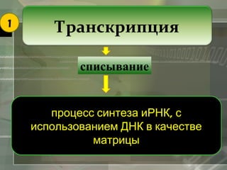 1 Транскрипция 
списывание 
процесс синтеза иРНК, с 
использованием ДНК в качестве 
матрицы 
 