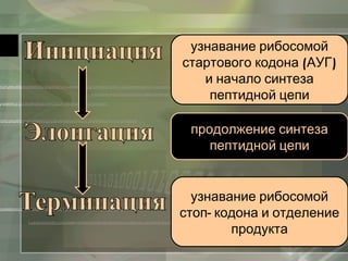 узнавание рибосомой 
стартового кодона (АУГ) 
и начало синтеза 
пептидной цепи 
продолжение синтеза 
пептидной цепи 
узнавание рибосомой 
стоп- кодона и отделение 
продукта 
 
