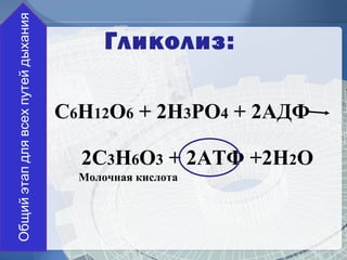Гликолиз: 
С6Н12О6 + 2Н3РО4 + 2АДФ 
2С3Н6О3 + 2АТФ +2Н2О 
Молочная кислота 
Общий этап для всех путей дыхания 
 