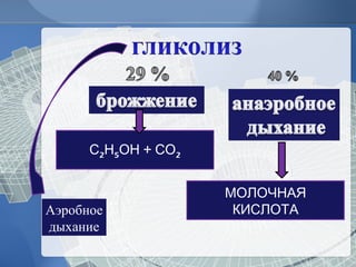 С2Н5ОН + СО2 
Аэробное 
дыхание 
МОЛОЧНАЯ 
КИСЛОТА 
 