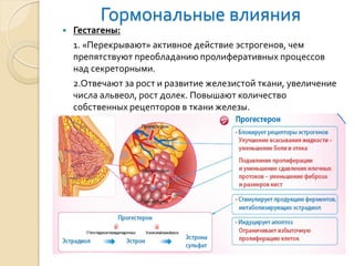 Гормональные влияния 
Гестагены: 
1. «Перекрывают» активное действие эстрогенов, чем препятствуют преобладанию пролиферативных процессов над секреторными. 
2.Отвечают за рост и развитие железистой ткани, увеличение числа альвеол, рост долек. Повышают количество собственных рецепторов в ткани железы.  