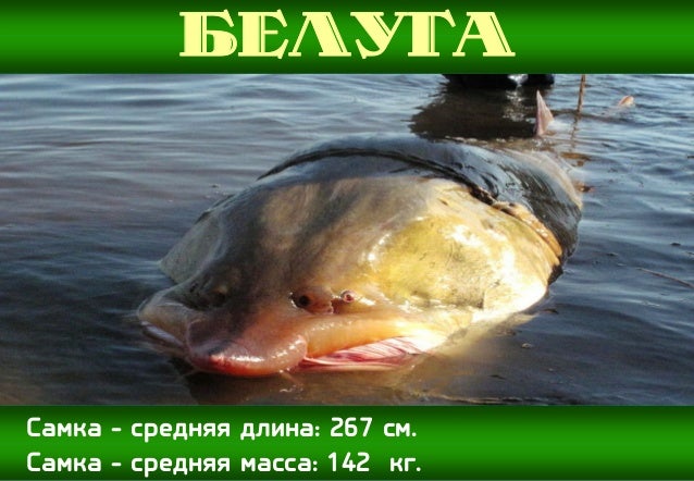 Мотор белуга 5