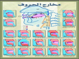 مخرج الحروف تاسع