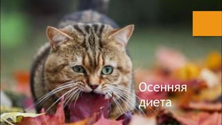 ֧ߧߧ 
էڧ֧ 
 