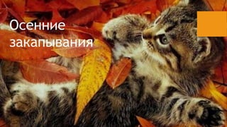 ֧ߧߧڧ 
٧ѧܧѧӧѧߧڧ 
 