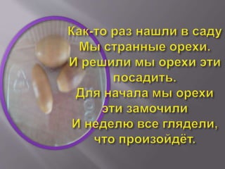 As we have grown Oak