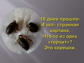 As we have grown Oak