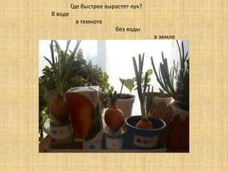 Где быстрее вырастет лук? 
В воде 
в темноте 
без воды 
в земле 
 