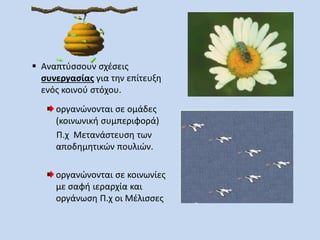  Αναπτύσσουν σχέσεις 
συνεργασίας για την επίτευξη 
ενός κοινού στόχου. 
οργανώνονται σε ομάδες 
(κοινωνική συμπεριφορά) 
Π.χ Μετανάστευση των 
αποδημητικών πουλιών. 
οργανώνονται σε κοινωνίες 
με σαφή ιεραρχία και 
οργάνωση Π.χ οι Μέλισσες 
 