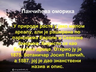 Панчићева оморика 
- У природи расте у јако малом 
ареалу, али је раширена по 
парковима Европе и Северне 
Америке. Користи се као 
Божићно дрвце. Открио ју је 
1875. ботаничар Јосип Панчић, 
а 1887. јој је дао знанствени 
назив и опис. 
 