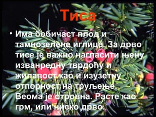 Тиса 
• Има бобичаст плод и 
тамнозелене иглице. За дрво 
тисе је важно нагласити њену 
изванредну тврдоћу и 
жилавост као и изузетну 
отпорност на труљење. 
Веома је отровна. Расте као 
грм, или ниско дрво. 
 