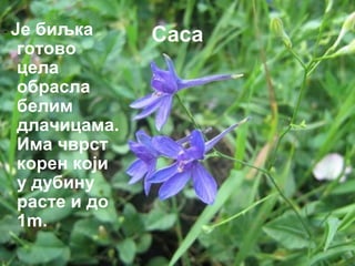 - Је биљка Саса 
готово 
цела 
обрасла 
белим 
длачицама. 
Има чврст 
корен који 
у дубину 
расте и до 
1m. 
 