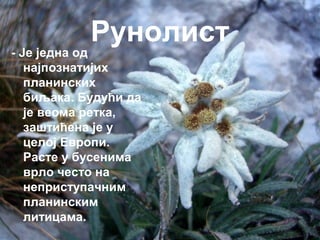 Рунолист 
- Је једна од 
најпознатијих 
планинских 
биљака. Будући да 
је веома ретка, 
заштићена је у 
целој Eвропи. 
Расте у бусенима 
врло често на 
неприступачним 
планинским 
литицама. 
 