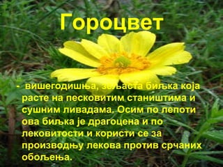 Гороцвет 
- вишегодишња, зељаста биљка која 
расте на песковитим стаништима и 
сушним ливадама. Осим по лепоти 
ова биљка је драгоцена и по 
лековитости и користи се за 
производњу лекова против срчаних 
обољења. 
 