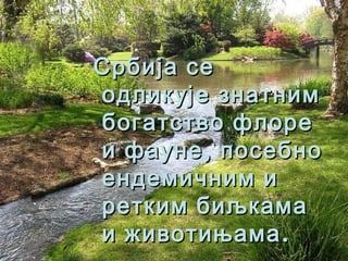 ССррббиијјаа ссее 
ооддллииккуујјee ззннааттнниимм 
ббооггааттссттввоо ффллооррее 
ии ффааууннее,, ппооссееббнноо 
ееннддееммииччнниимм ии 
ррееттккиимм ббииљљккааммаа 
ии жжииввооттиињњааммаа.. 
 