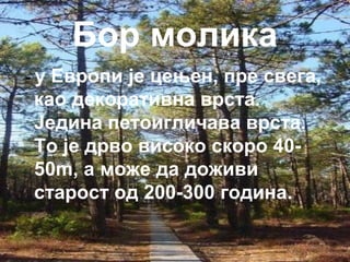 Бор молика 
- у Европи је цењен, пре свега, 
као декоративна врста. 
Једина петоигличава врста. 
То је дрво високо скоро 40- 
50m, а може да доживи 
старост од 200-300 година. 
 