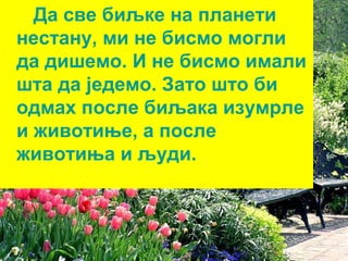 Да све биљке на планети 
нестану, ми не бисмо могли 
да дишемо. И не бисмо имали 
шта да једемо. Зато што би 
одмах после биљака изумрле 
и животиње, а после 
животиња и људи. 
 