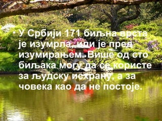 • У Србији 171 биљна врста 
је изумрла, или је пред 
изумирањем. Више од сто 
биљака могу да се користе 
за људску исхрану, а за 
човека као да не постоје. 
 