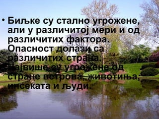 • Биљке су стално угрожене, 
али у различитој мери и од 
различитих фактора. 
Опасност долази са 
различитих страна. 
Највише су угрожене од 
стране ветрова, животиња, 
инсеката и људи. 
 