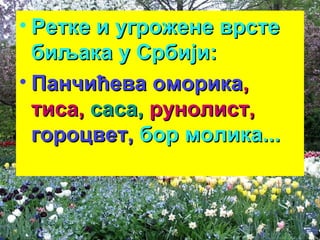 • РРееттккее ии ууггрроожжееннее ввррссттее 
ббииљљааккаа уу ССррббиијјии:: 
• ППааннччиићћеевваа ооммооррииккаа,, 
ттииссаа,, ссаассаа,, ррууннооллиисстт,, 
ггооррооццввеетт,, ббоорр ммооллииккаа...... 
 