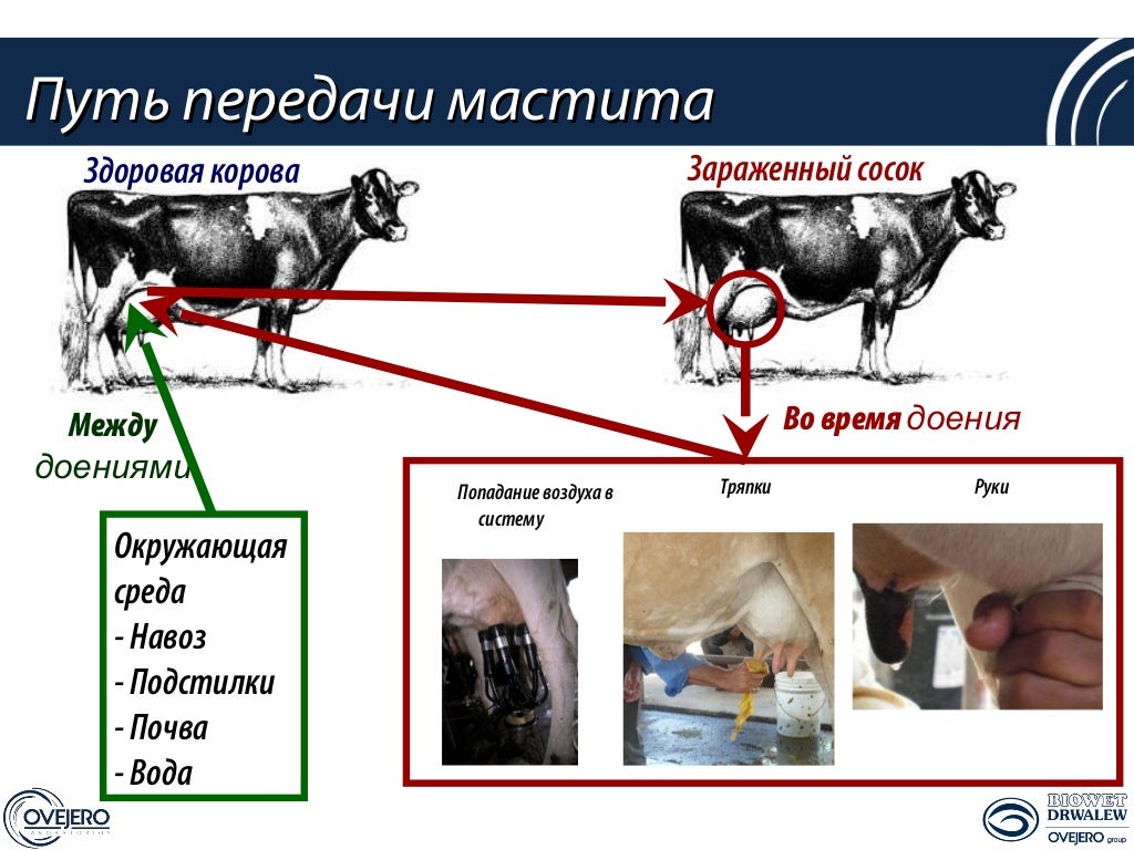 У коровы нет жвачки что
