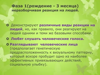 Фаза 1(рождение - 3 месяца) неразборчивая реакция на людей. 
 Демонстрируют различные виды реакции на людей, но, как правило, они реагируют на людей одними и теми же базовыми способами. 
 Любят слушать человеческие голоса. 
Разглядывают человеческие лица (предполагает генетическую предрасположенность к визуальному паттерну, который вскоре пробудит одно из наиболее эффективных привязывающих действий, социальную улыбку).  