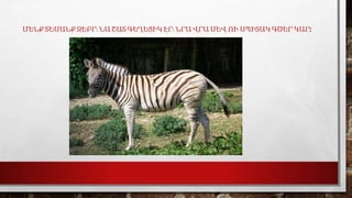 ՄԵՆՔ ՏԵՍԱՆՔ ԶԵԲՐ։ ՆԱ ՇԱՏ ԳԵՂԵՑԻԿ ԷՐ։ ՆՐԱ ՎՐԱ ՍԵՎ ՈՒ ՍՊԻՏԱԿ ԳԾԵՐ ԿԱՐ:
 