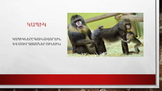 ԿԱՊԻԿ
ԿԱՊԻԿՆԵՐԸ ԳՈՒՆԱՎՈՐ ԷԻՆ
ԵՎ ՍՈՒՐ ԱՏԱՄՆԵՐ ՈՒՆԵԻՆ:
 