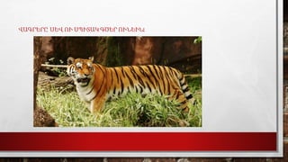 ՎԱԳՐԵՐԸ ՍԵՎ ՈՒ ՍՊԻՏԱԿ ԳԾԵՐ ՈՒՆԵԻՆ:
 