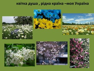 . 
квітка душа , рідна країна –моя Україна 
 