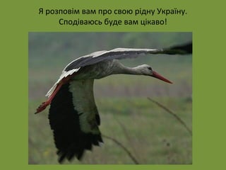 Я розповім вам про свою рідну Україну. 
Сподіваюсь буде вам цікаво! 
 