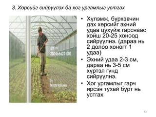 3. Хөрсийг сийрүүлэх ба хог ургамлыг устгах 
• Хүлэмж, бүрхэвчин 
дэх хөрсийг эхний 
удаа цухуйж гарснаас 
хойш 20-25 хоноод 
сийрүүлнэ. (дараа нь 
2 долоо хоногт 1 
удаа) 
• Эхний удаа 2-3 см, 
дараа нь 3-5 см 
хүртэл гүнд 
сийрүүлнэ. 
• Хог ургамлыг гарч 
ирсэн тухай бүрт нь 
устгах 
13 
 