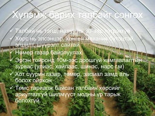 Хүлэмж барих талбайг сонгох 
 Талбай нь тэгш, налуу нь 30-аас хэтрэхгүй 
 Хөрс нь элсэнцэр, хөнгөн механик бүтэцтэй, 
эгшилт, шүүрэлт сайтай 
 Нөмөр газар байрлуулах 
 Эргэн тойронд 10м-ээс доошгүй хамгаалалтын 
зурвас (улиас, хайлаас, шинэс, нарс г.м) 
 Хот суурин газар, төмөр, засмал замд аль 
болох ойрхон 
 Төмс тариалж байсан талбайн хөрсийг 
ариутгалгүй шилмүүст модны үр тарьж 
болохгүй. 
3 
 