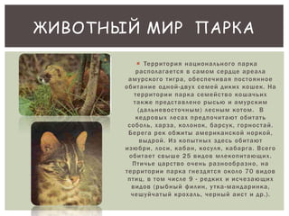 ЖИВОТНЫЙ МИР ПАРКА 
 Те р р и т о р и я н а ц и о н а л ь н о г о п а р к а 
р а с п о л а г а е т с я в с а м ом с е р д ц е а р е а л а 
а м у р с к о г о т и г р а , о б е с п е ч и в а я п о с т о я н н о е 
о б и т а н и е о д н о й - д в у х с е м е й д и к и х к оше к . Н а 
т е р р и т о р и и п а р к а с е м е й с т в о к ошач ь и х 
т а к же п р е д с т а в л е н о р ыс ью и а м у р с к им 
( д а л ь н е в о с т о ч н ым ) л е с ным к о т ом . В 
к е д р о в ы х л е с а х п р е д п о ч и т ают о б и т а т ь 
с о б о л ь , х а р з а , к о л о н о к , б а р с у к , г о р н о с т а й . 
Б е р е г а р е к о б ж и т ы а м е р и к а н с к о й н о р к о й , 
в ыд р о й . И з к о пыт н ы х з д е с ь о б и т ают 
и зюб р и , л о с и , к а б а н , к о с у л я , к а б а р г а . В с е г о 
о б и т а е т с в ыше 2 5 в и д о в м л е к о п и т ающи х . 
П т и ч ь е ц а р с т в о о ч е н ь р а з н о о б р а з н о , н а 
т е р р и т о р и и п а р к а г н е з д я т с я о к о л о 7 0 в и д о в 
п т и ц , в т ом ч и с л е 9 - р е д к и х и и с ч е з ающи х 
в и д о в ( р ыб ны й ф и л и н , у т к а - м а н д а р и н к а , 
ч ешу й ч а т ы й к р ох а л ь , ч е р ный а и с т и д р . ) . 
 