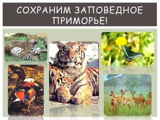 СОХРАНИМ ЗАПОВЕДНОЕ 
ПРИМОРЬЕ! 
