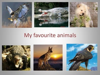 My favourite animals 
 