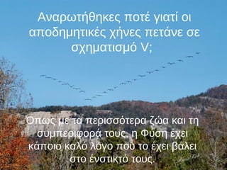 Αναρωτήθηκες ποτέ γιατί οι 
αποδημητικές χήνες πετάνε σε 
σχηματισμό V; 
Όπως με τα περισσότερα ζώα και τη 
συμπεριφορά το...