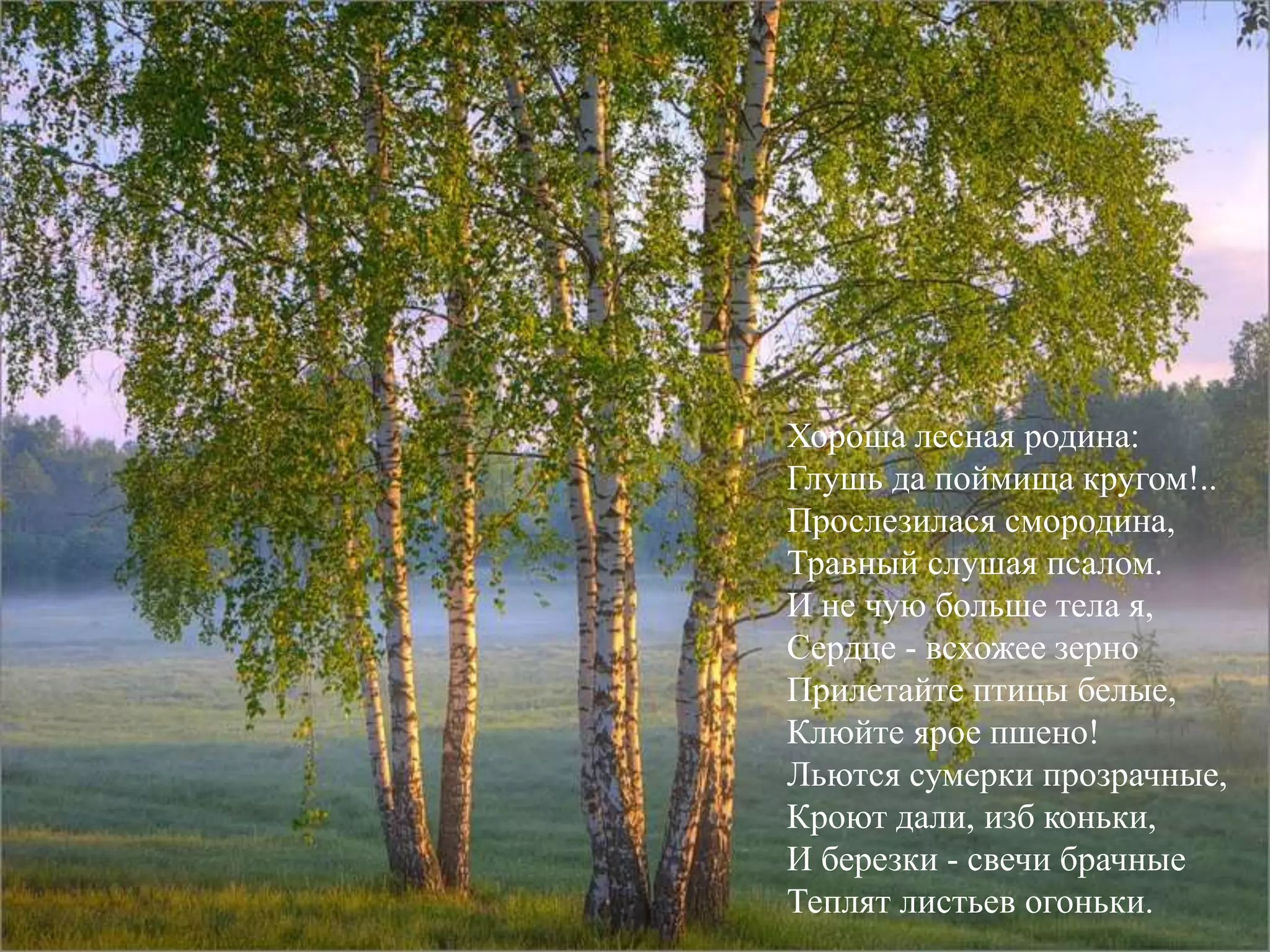 Хороша лесная родина: 
Глушь да поймища кругом!.. 
Прослезилася смородина, 
Травный слушая псалом. 
И не чую больше тела я, 
Сердце - всхожее зерно 
Прилетайте птицы белые, 
Клюйте ярое пшено! 
Льются сумерки прозрачные, 
Кроют дали, изб коньки, 
И березки - свечи брачные 
Теплят листьев огоньки. 
 