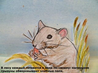 В лесу каждый готовится к зиме по-своему: маленькие 
грызуны обворовывают хлебные поля. 
 