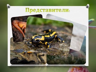 Разред опашати земноводни | PPT