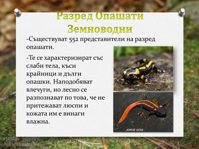 Разред опашати земноводни | PPT