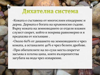 -Кожата е съставена от многослоен епидермис и 
дерма. Дермата е богата на кръвоносни съдове. 
Върху кожата на земноводните се отделя влажен 
слузест секрет, който я покрива равномерно и я 
предпазва от изсъхване . 
-Около 60% от дишането на земноводните е чрез 
кожата, а останалите 40% е чрез белите дробове. 
-При обитателите на по-сухи места секретът 
засъхва в плътна ципа, която възпрепятства 
загубата на вода чрез изпарение. 
 