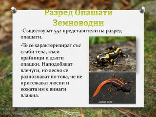 -Съществуват 552 представители на разред 
опашати. 
-Те се характеризират със 
слаби тела, къси 
крайници и дълги 
опашки. Наподобяват 
влечуги, но лесно се 
разпознават по това, че не 
притежават люспи и 
кожата им е винаги 
влажна. 
 